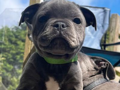 5 beautiful male Staffordshire Bull Terrier puppies in Wexford