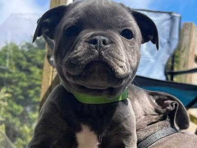 5 beautiful male Staffordshire Bull Terrier puppies IKC papers pending