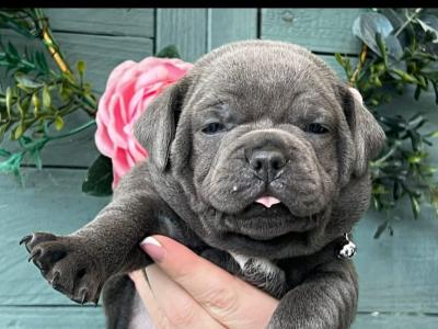 5 beautiful male Staffordshire Bull Terrier puppies IKC papers pending