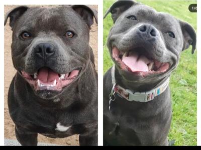5 beautiful male Staffordshire Bull Terrier puppies IKC papers pending