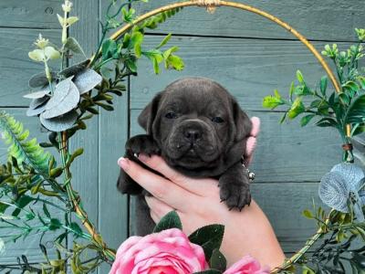 5 beautiful male Staffordshire Bull Terrier puppies IKC papers pending