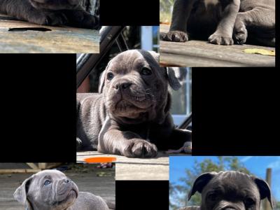 5 beautiful male Staffordshire Bull Terrier puppies IKC papers pending