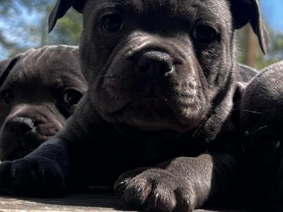 5 beautiful male Staffordshire Bull Terrier puppies IKC papers pending