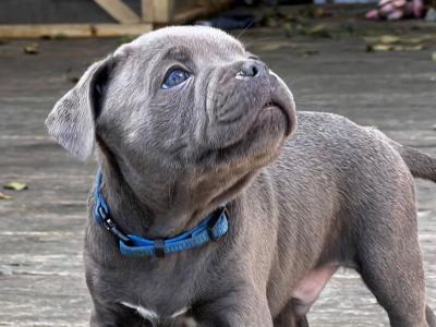 5 beautiful male Staffordshire Bull Terrier puppies IKC papers pending