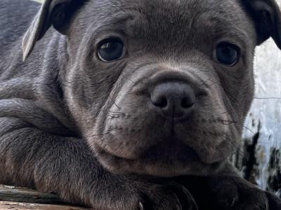 5 beautiful male Staffordshire Bull Terrier puppies IKC papers pending