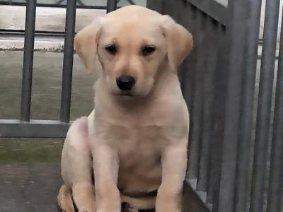 Two IKC Registered female Labrador puppies with excellent pedigree in Clare