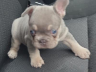 Male Ghost Merle Light Blue Eyes & Lilac female French Bulldog puppies in Dublin