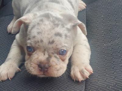 Male Ghost Merle Light Blue Eyes & Lilac female French Bulldog puppies in Dublin