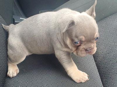 Male Ghost Merle Light Blue Eyes & Lilac female French Bulldog puppies in Dublin