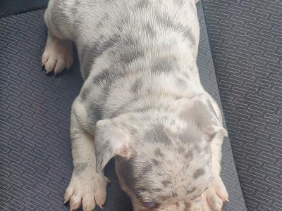 Male Ghost Merle Light Blue Eyes & Lilac female French Bulldog puppies in Dublin