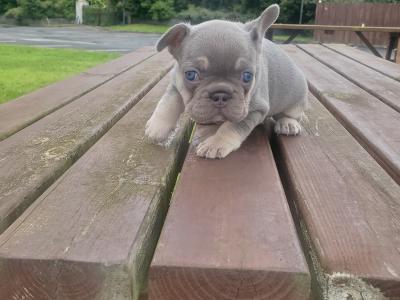 Male Ghost Merle Light Blue Eyes & Lilac female French Bulldog puppies in Dublin