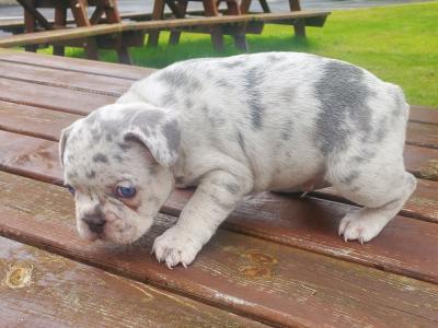 Male Ghost Merle Light Blue Eyes & Lilac female French Bulldogs in Dublin