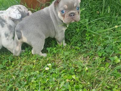 Male Ghost Merle Light Blue Eyes & Lilac female French Bulldog puppies in Dublin