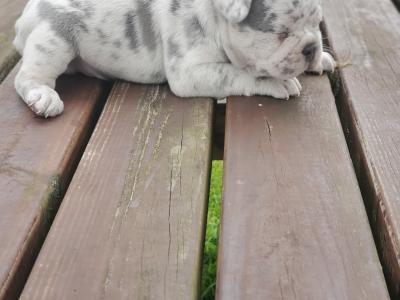 Male Ghost Merle Light Blue Eyes & Lilac female French Bulldog puppies in Dublin