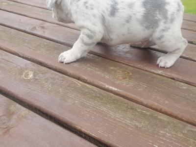Male Ghost Merle Light Blue Eyes & Lilac female French Bulldog puppies in Dublin