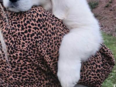 IKC Registered Golden Retriever puppies in Waterford - health tested