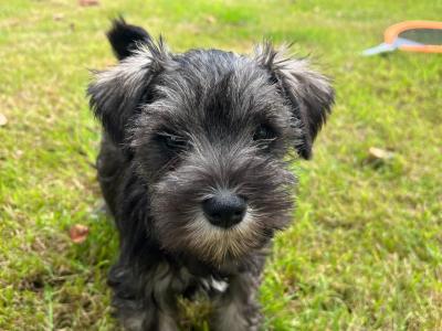 Beautiful miniature Schnauzer puppies for sale  in Wexford (2 girls, 4 boys)