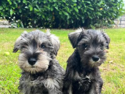 Beautiful miniature Schnauzer puppies for sale  in Wexford (2 girls, 4 boys)