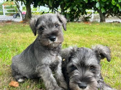 Beautiful miniature Schnauzer puppies for sale  in Wexford (2 girls, 4 boys)