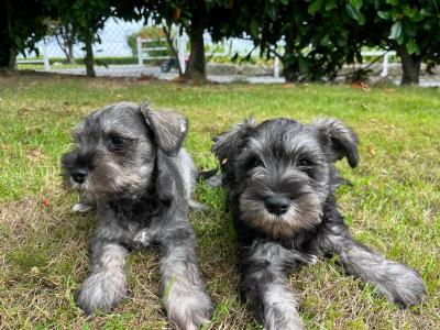 Beautiful miniature Schnauzer puppies for sale  in Wexford (2 girls, 4 boys)