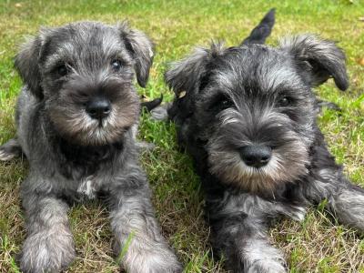 Beautiful miniature Schnauzer puppies for sale  in Wexford (2 girls, 4 boys)