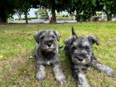 Beautiful miniature Schnauzer puppies for sale  in Wexford (2 girls, 4 boys)