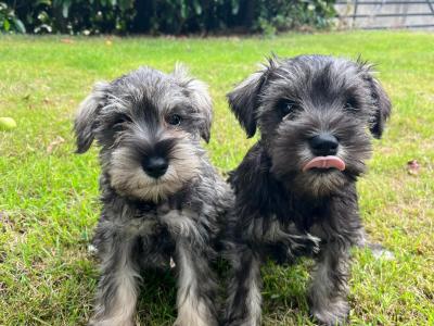 Beautiful miniature Schnauzer puppies for sale  in Wexford (2 girls, 4 boys)
