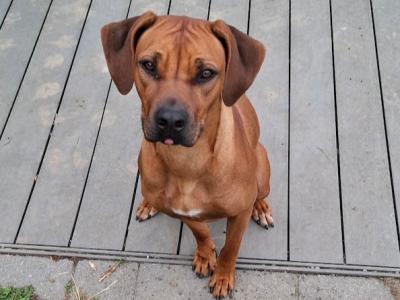 IKC Registered female Rhodesian Ridgeback puppy 15 months old in Wicklow