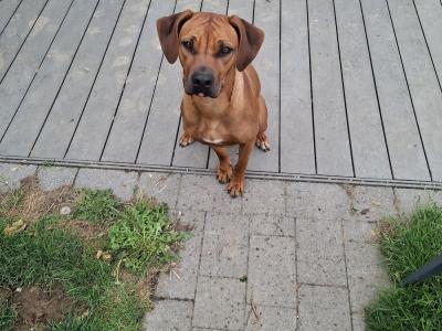 Female Rhodesian Ridgeback