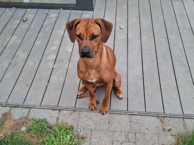 IKC Registered female Rhodesian Ridgeback puppy 15 months old in Wicklow