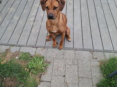 Female Rhodesian Ridgeback