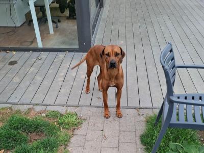 Female Rhodesian Ridgeback