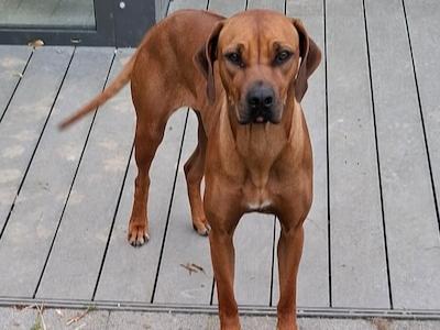 IKC Registered female Rhodesian Ridgeback puppy 15 months old in Wicklow
