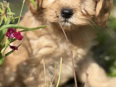 Cavapoo puppies in Cork