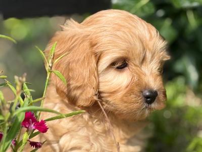 Cavapoo puppies in Cork