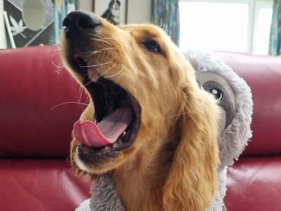 Adorable male Golden Retriever x Cocker Spaniel puppy 5 months old in co. Limerick