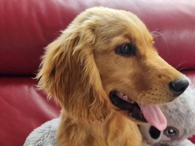 Adorable male Golden Retriever x Cocker Spaniel puppy 5 months old in co. Limerick