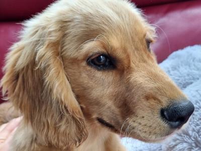 Adorable male Golden Retriever x Cocker Spaniel puppy 5 months old in co. Limerick