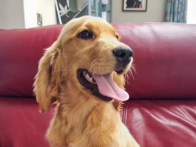 Adorable male Golden Retriever x Cocker Spaniel puppy 5 months old in co. Limerick