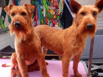 Irish Terrier puppies in Longford