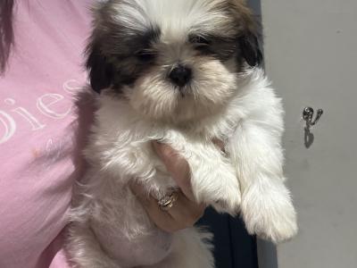 3 beautiful Shih Tzu girl puppies in Galway