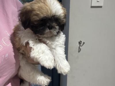 3 beautiful Shih Tzu girl puppies in Galway