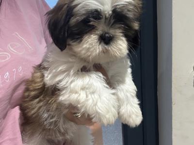 3 beautiful Shih Tzu girl puppies in Galway