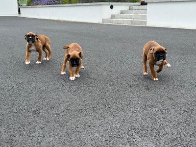 IKC Registered(pending) Boxer puppies in Monaghan