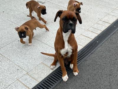 IKC Registered(pending) Boxer puppies in Monaghan