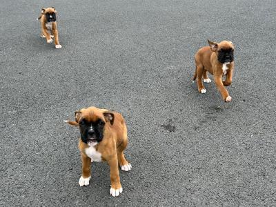 IKC Registered(pending) Boxer puppies in Monaghan