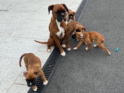 IKC Registered(pending) Boxer puppies in Monaghan