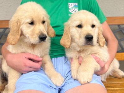 Purebred Golden Retriever puppies in Kilkenny