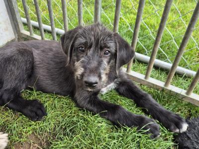 IKC Registered Irish Wolfhound puppies for sale