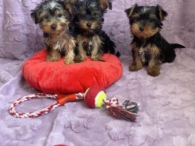 Yorkshire Terrier puppies in Meath